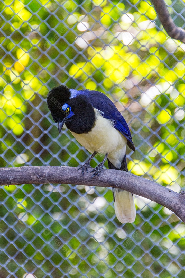 cancan rook, de pé em um galho ao ar livre no Rio de Janeiro.