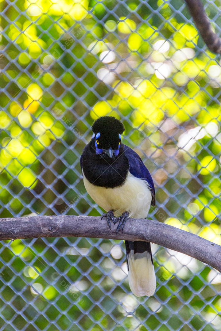 cancan rook, de pé em um galho ao ar livre no Rio de Janeiro.