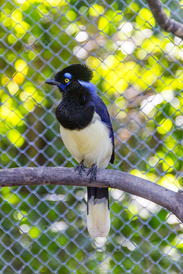 cancan rook, de pé em um galho ao ar livre no Rio de Janeiro.