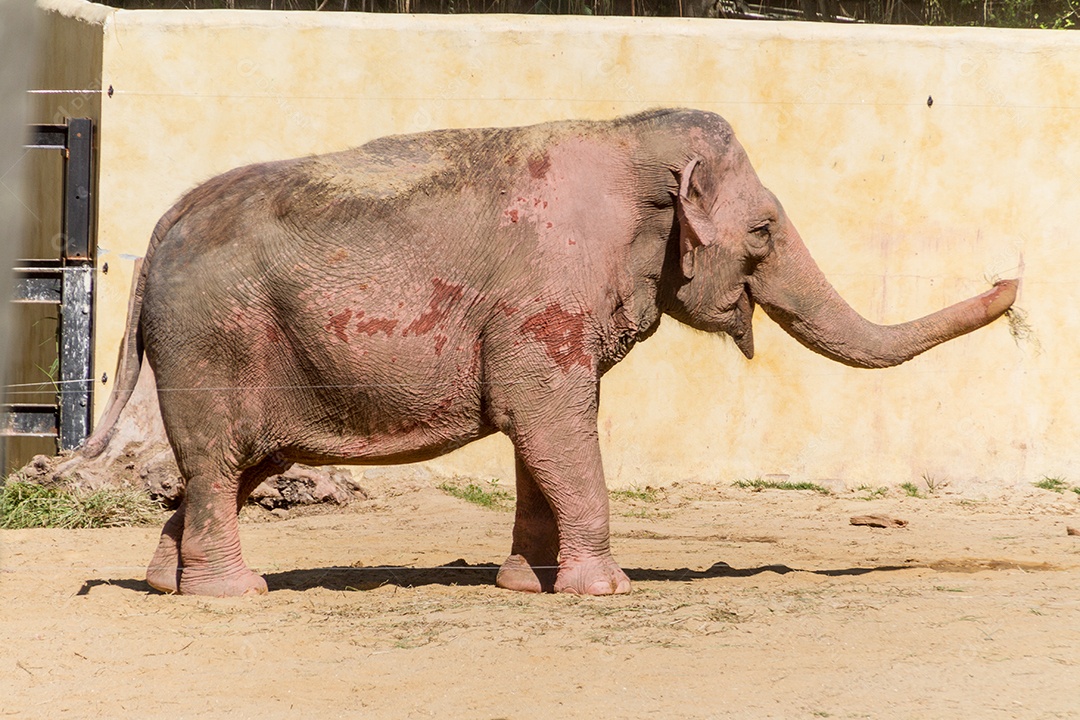 elefante ao ar livre no Rio de Janeiro Brasil.