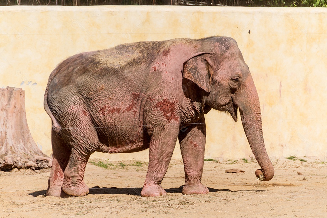 elefante ao ar livre no Rio de Janeiro Brasil.