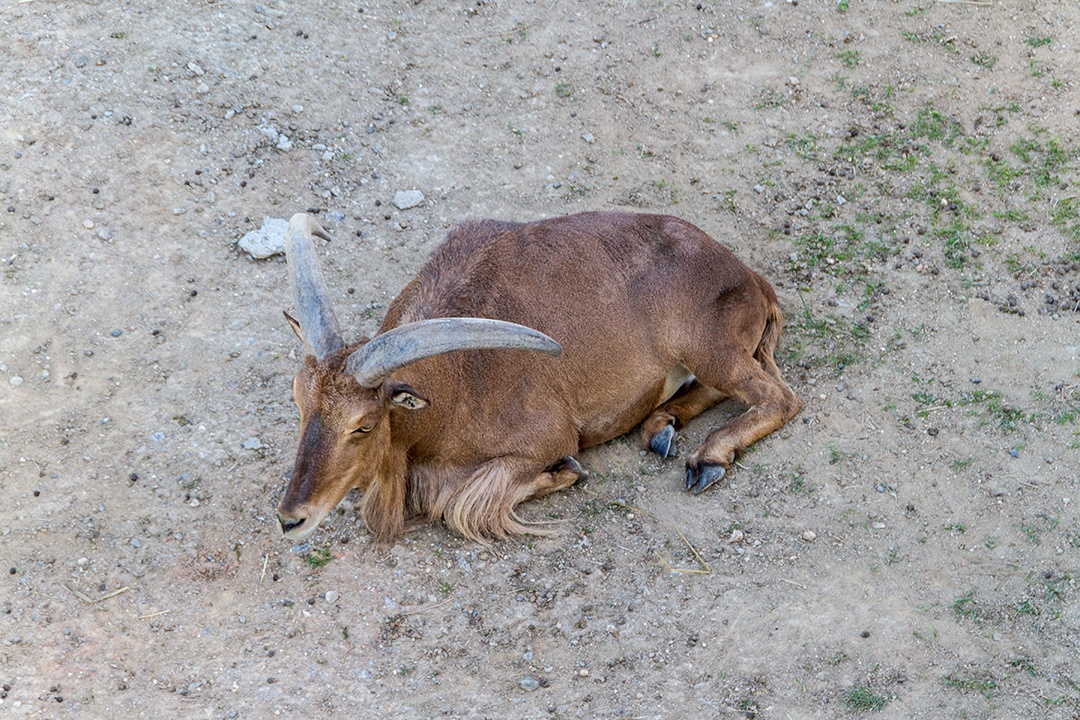 ovelhas em um parque no Rio de Janeiro.