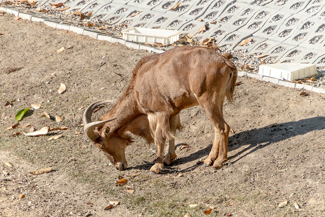 ovelhas em um parque no Rio de Janeiro.