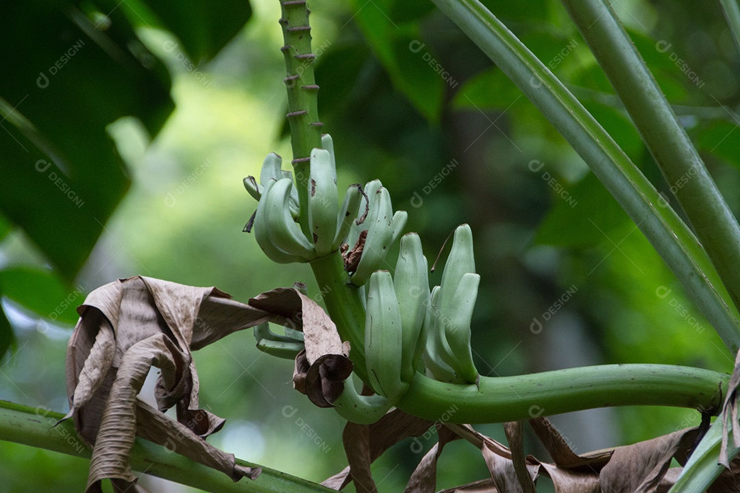 bananas verdes em uma bananeira ao ar livre no Brasil.