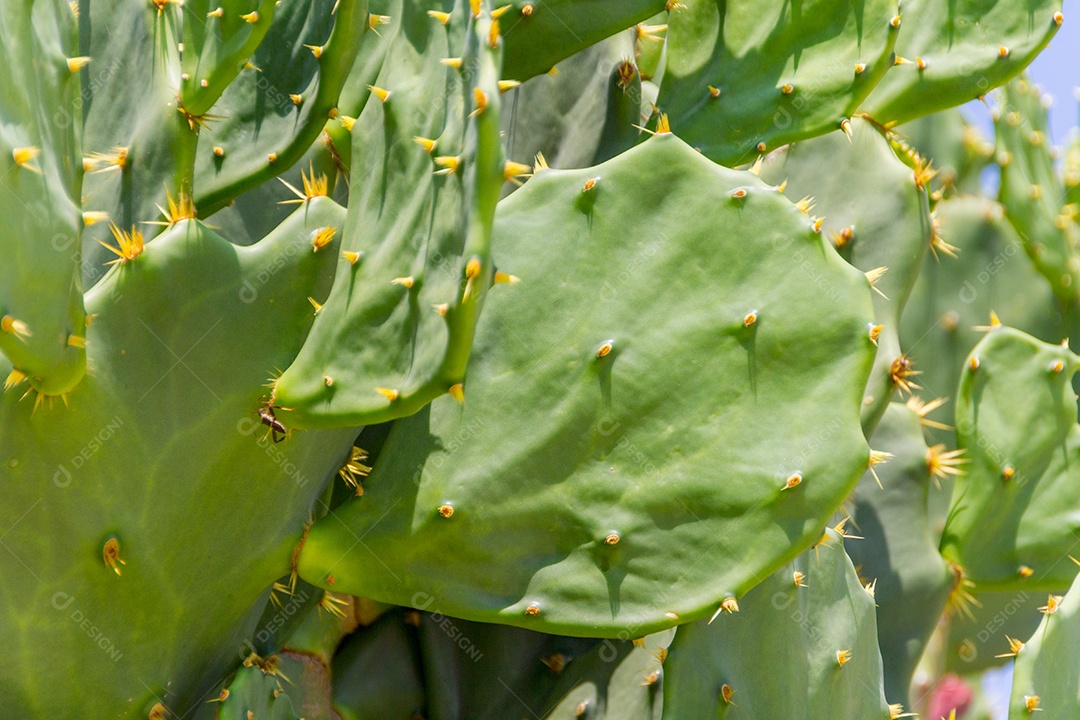 Cacto com flor amarela em uma praia no Rio de Janeiro Brasil.