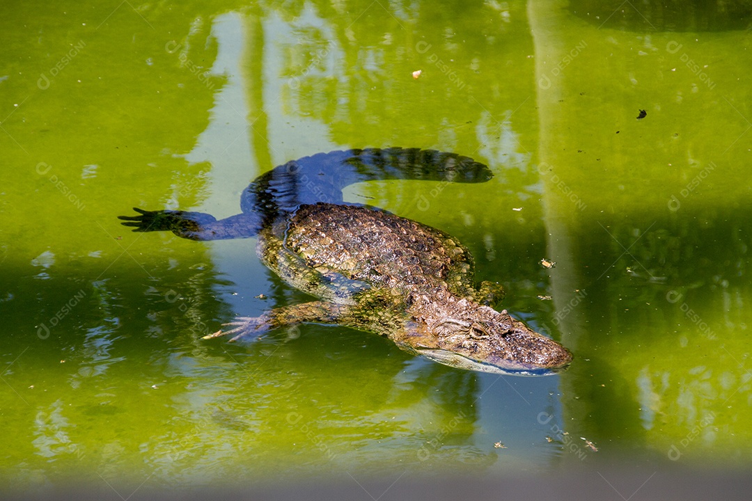 Jacaré-de-barriga-amarela em um lago no Rio de Janeiro