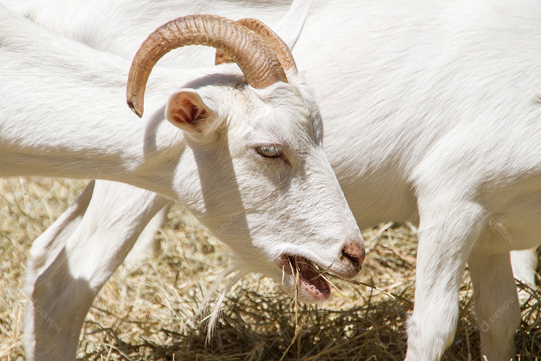 cabras comendo em uma fazenda no Rio de Janeiro Brasil.
