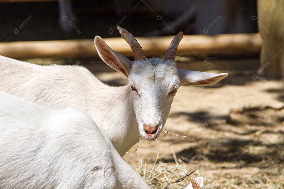 cabras comendo em uma fazenda no Rio de Janeiro Brasil.