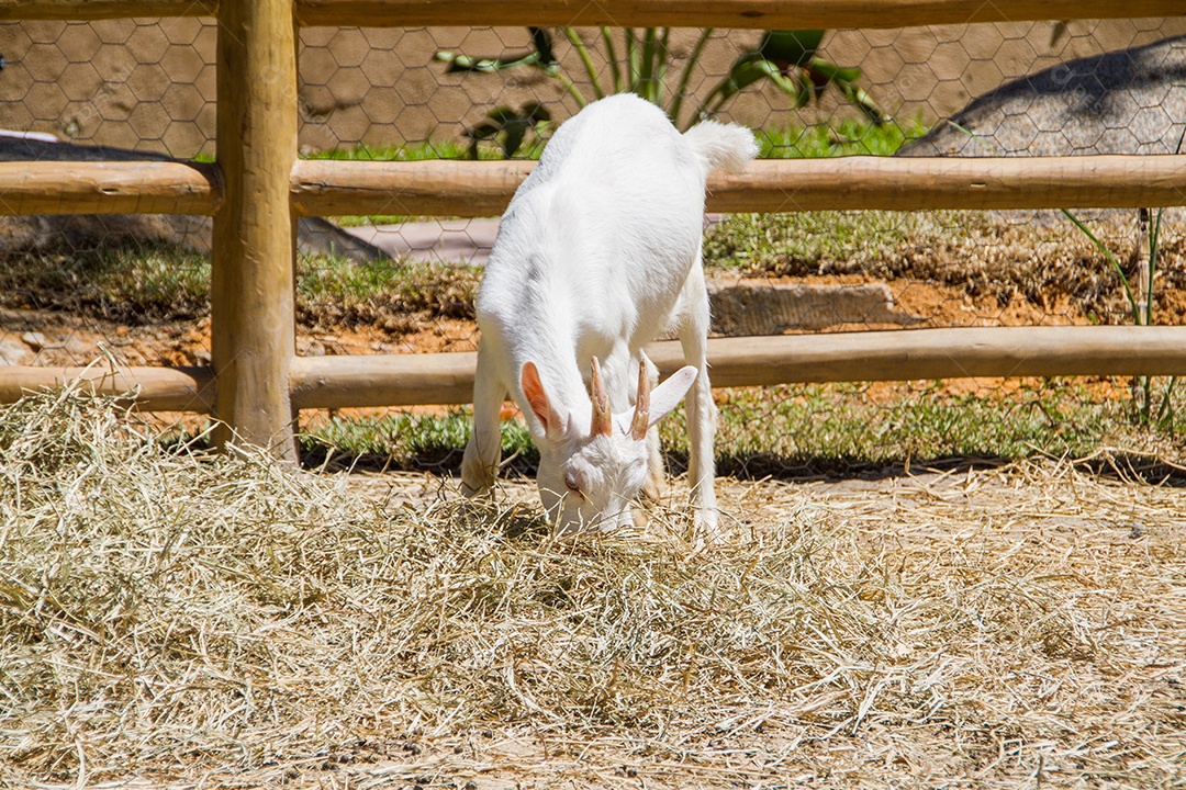 cabras comendo em uma fazenda no Rio de Janeiro Brasil.