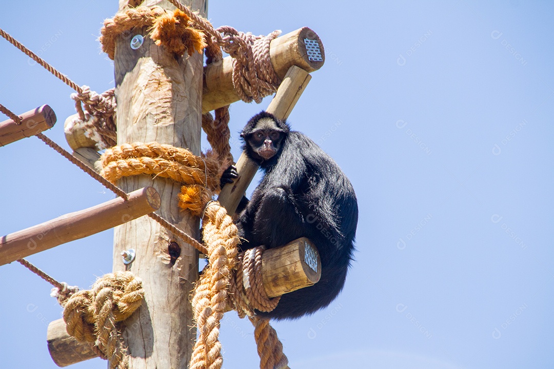 macaco em um poste no rio de janeiro brasil.