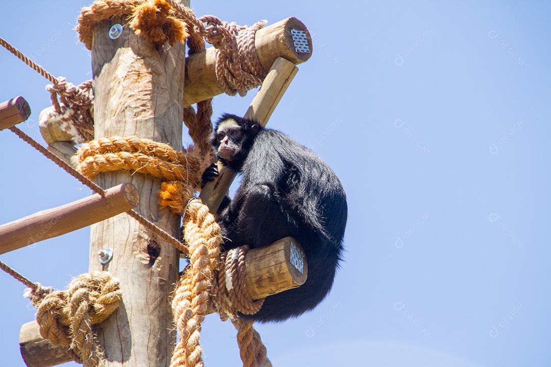 macaco em um poste no rio de janeiro brasil.