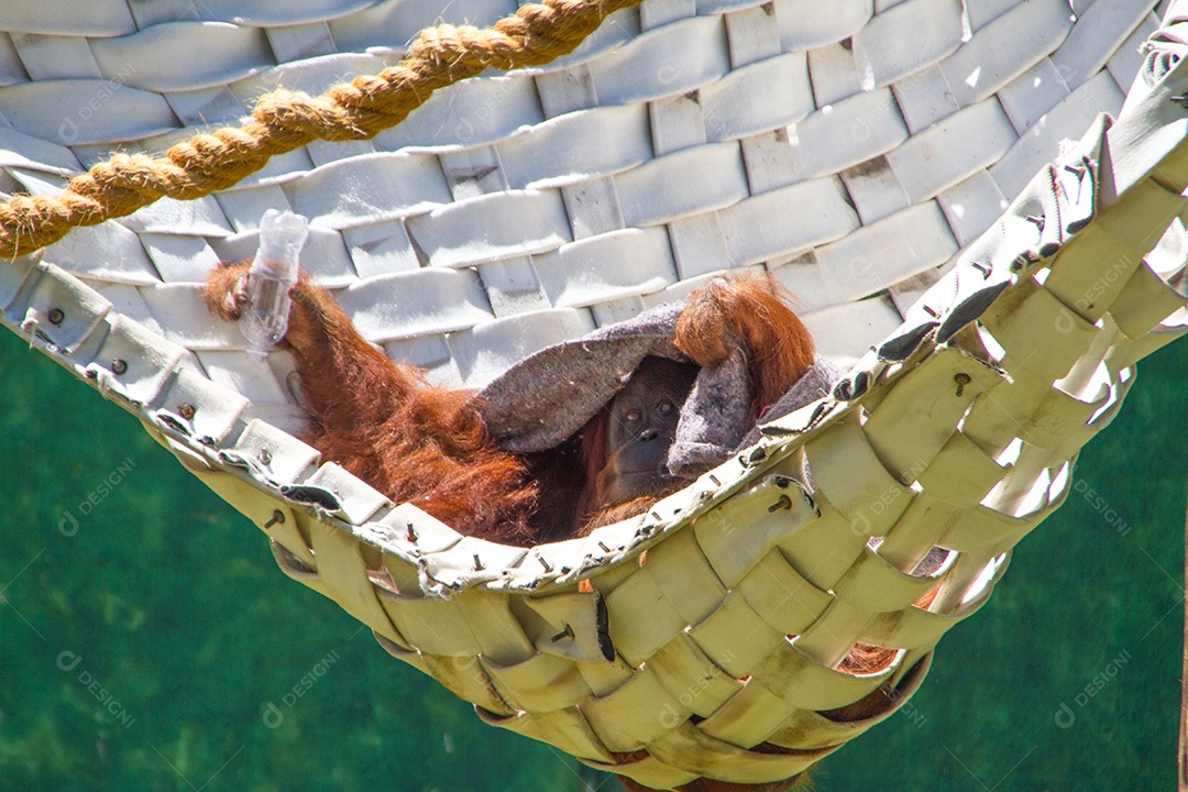 Orangotangos se protegendo do sol no Rio de Janeiro.