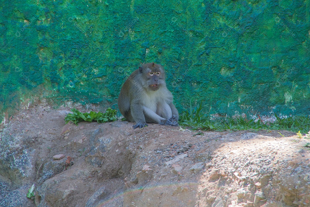 macaco ao ar livre em um parque.
