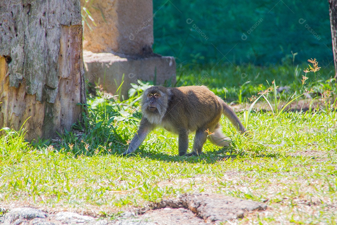 macaco ao ar livre em um parque.