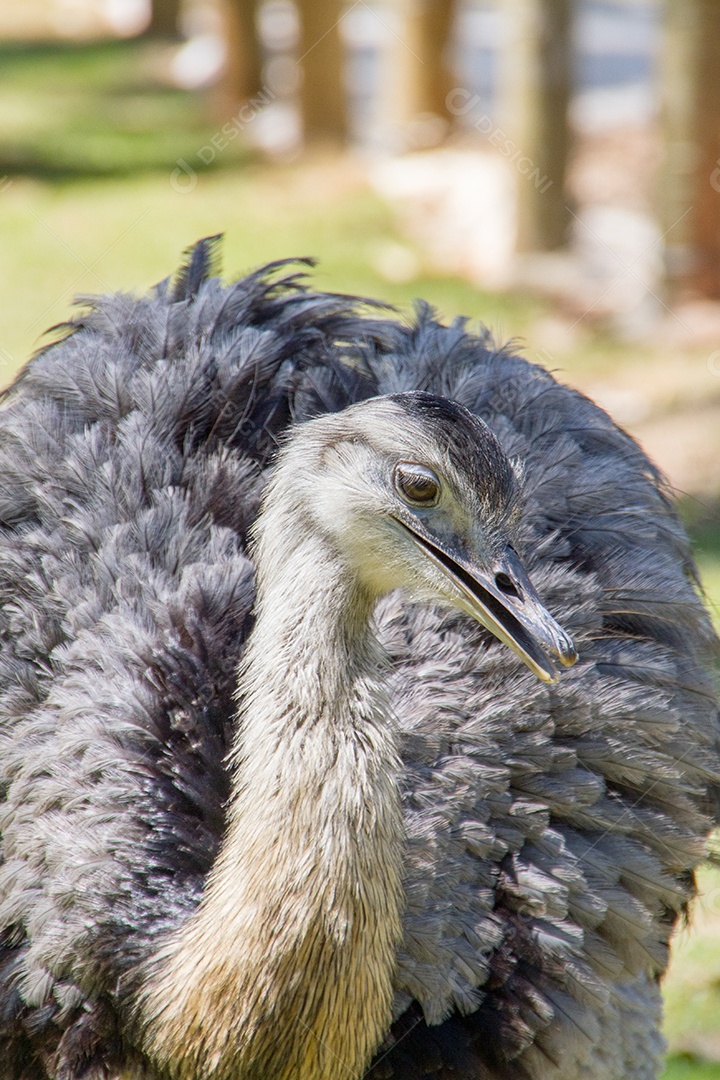Avestruz ao ar livre em um parque no Rio de Janeiro, Brasil.