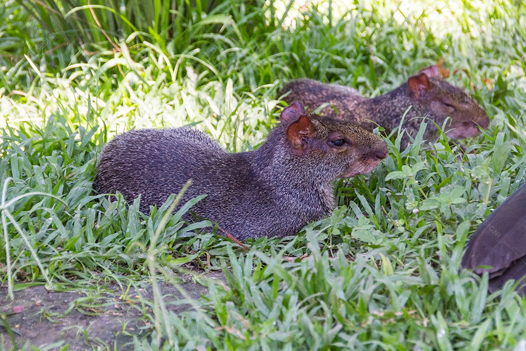 cutia ao ar livre em um parque.