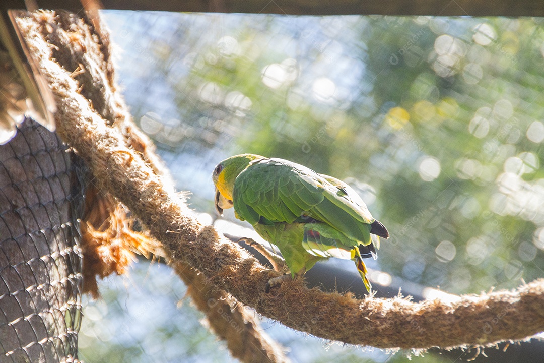 Papagaio ao ar livre em um parque no Rio de Janeiro, Brasil.