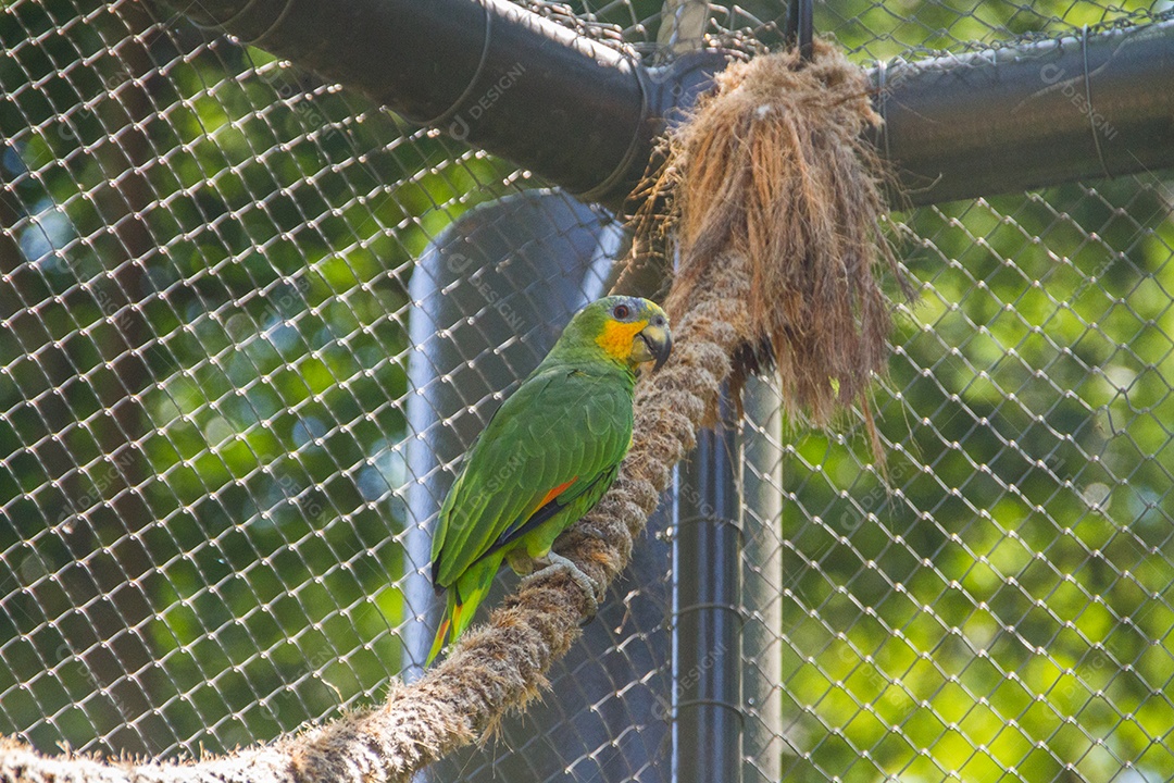 Papagaio ao ar livre em um parque no Rio de Janeiro, Brasil.