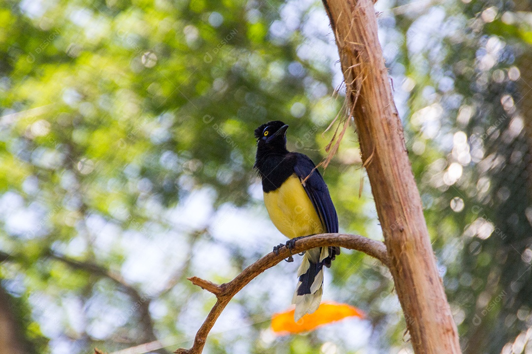 cancan rook, de pé em um galho ao ar livre no Rio de Janeiro.