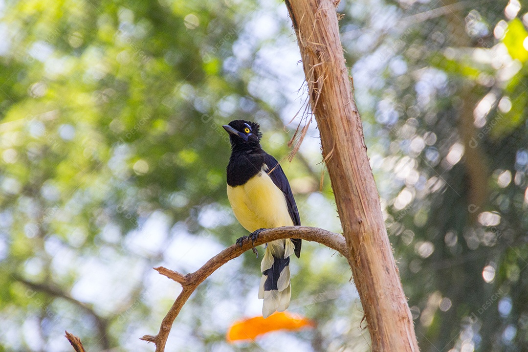 cancan rook, de pé em um galho ao ar livre no Rio de Janeiro.