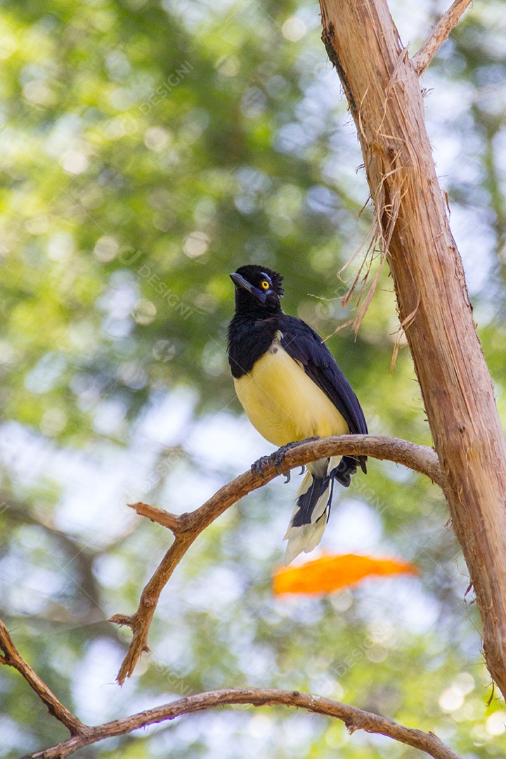 cancan rook, de pé em um galho ao ar livre no Rio de Janeiro.