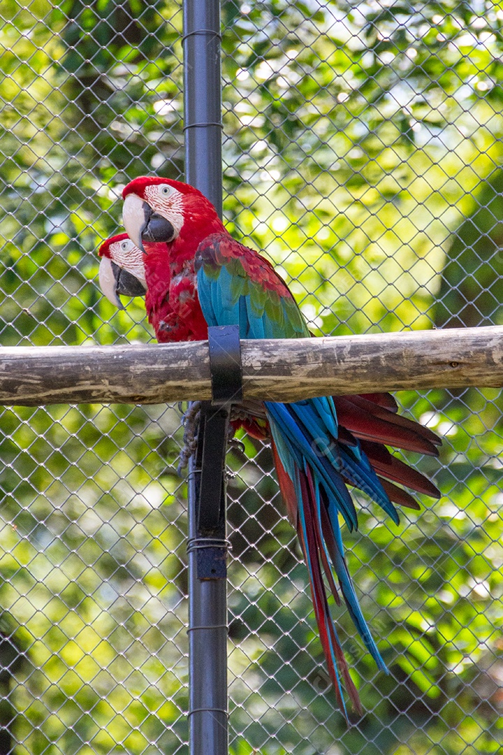 scarlet macaw couple on a branch outdoors in Rio de Janeiro.