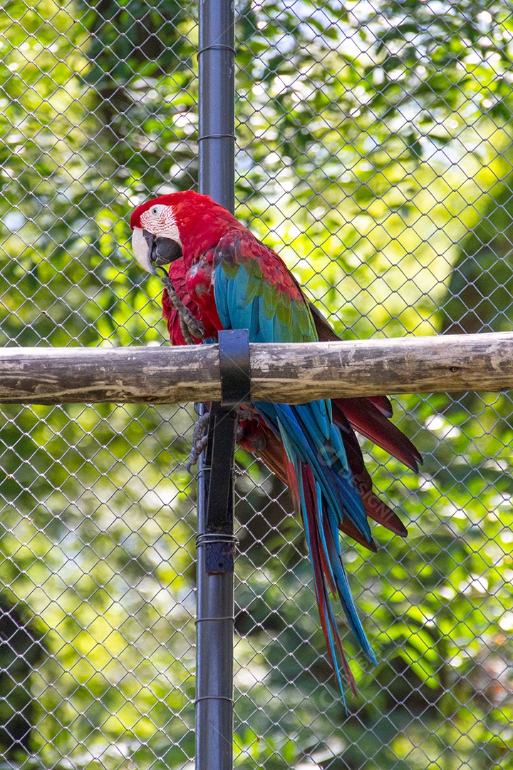 casal de arara vermelha em um galho ao ar livre no Rio de Janeiro.