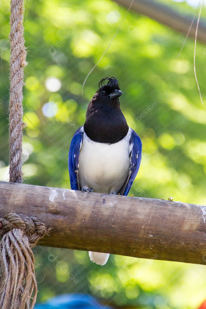 cancan rook, de pé em um galho ao ar livre no Rio de Janeiro.