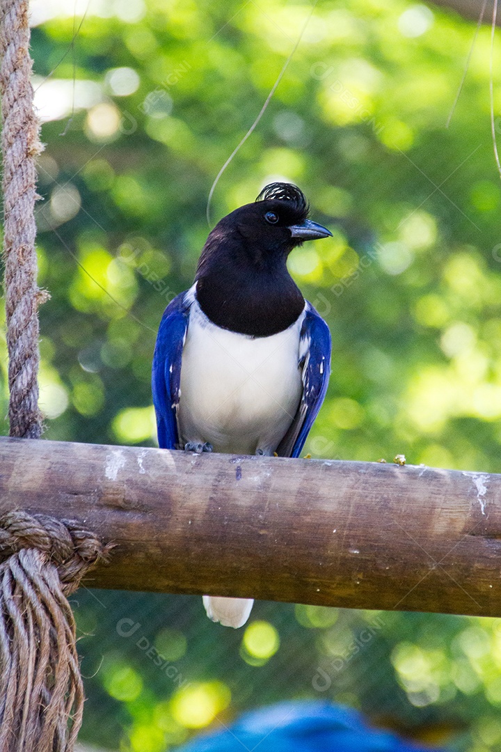cancan rook, de pé em um galho ao ar livre no Rio de Janeiro.
