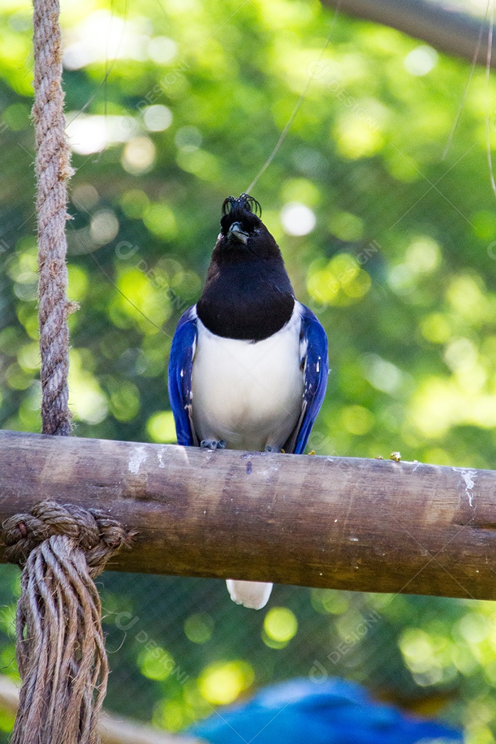 cancan rook, de pé em um galho ao ar livre no Rio de Janeiro.