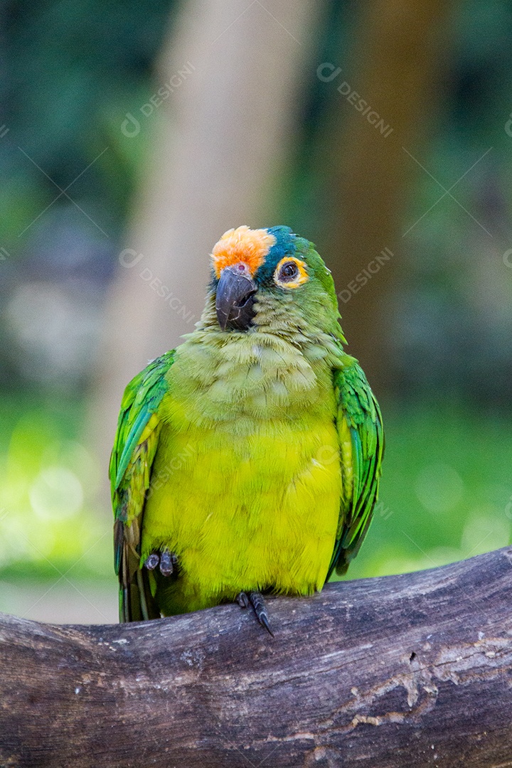 papagaio campeiro em um galho ao ar livre no Rio de Janeiro.