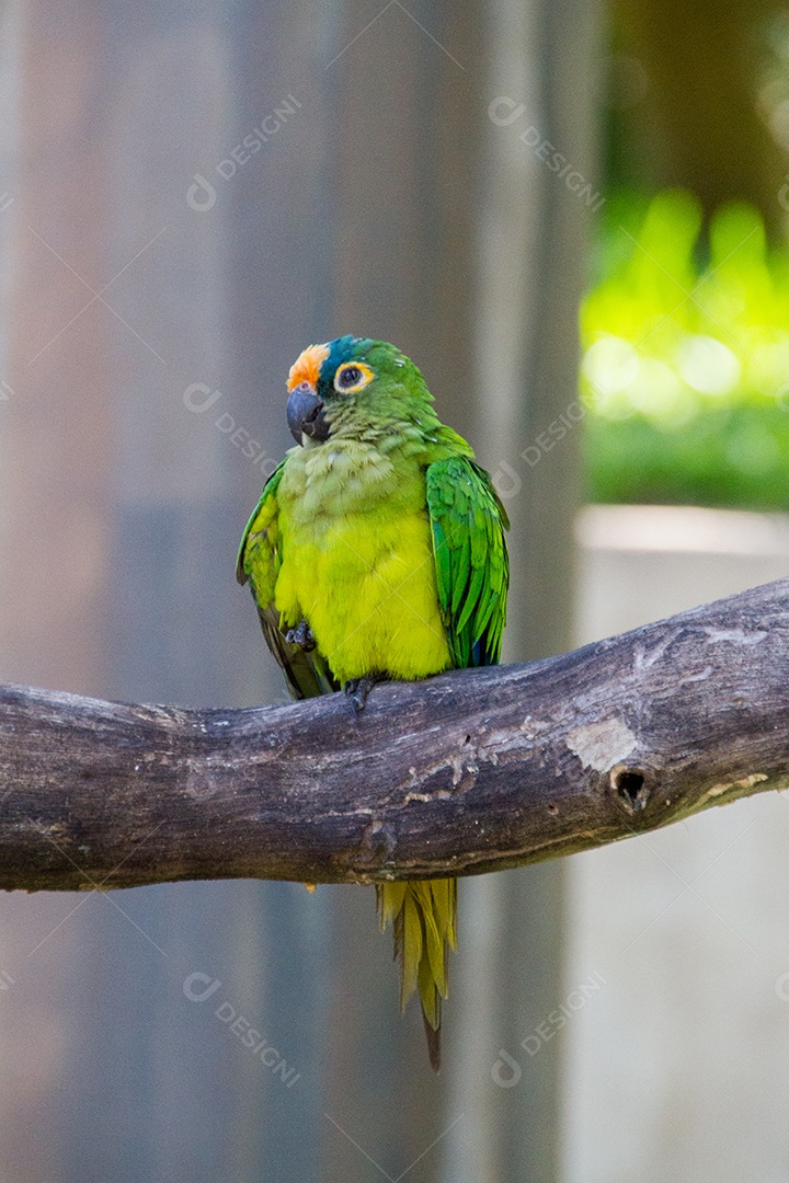 papagaio campeiro em um galho ao ar livre no Rio de Janeiro.