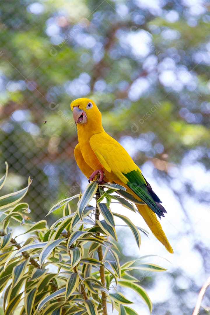 pássaro amarelo e verde conhecido como ararajuba em um poleiro no Rio de Janeiro.