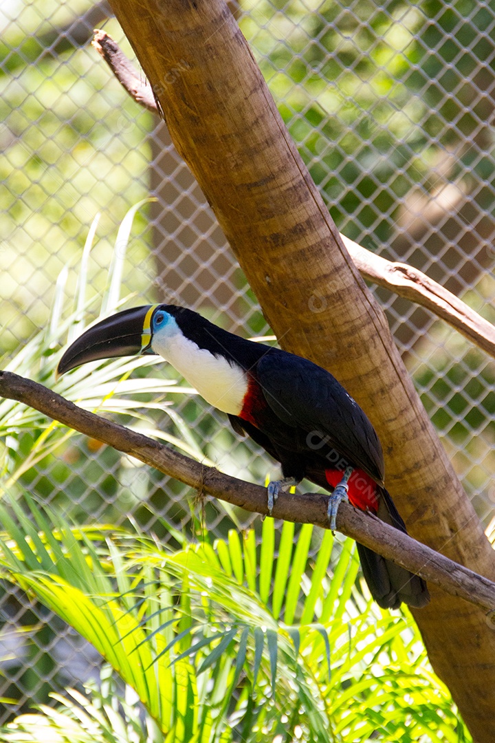 tucano-de-bico-preto ao ar livre em um parque no rio de janeiro.
