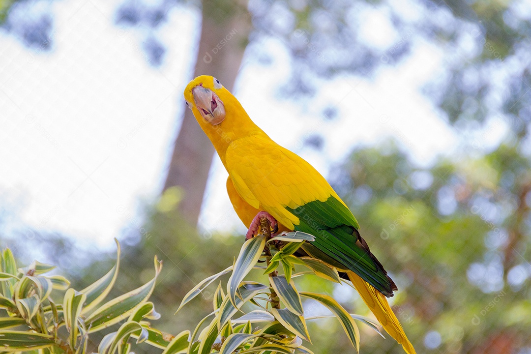 pássaro amarelo e verde conhecido como ararajuba em um poleiro no Rio de Janeiro.