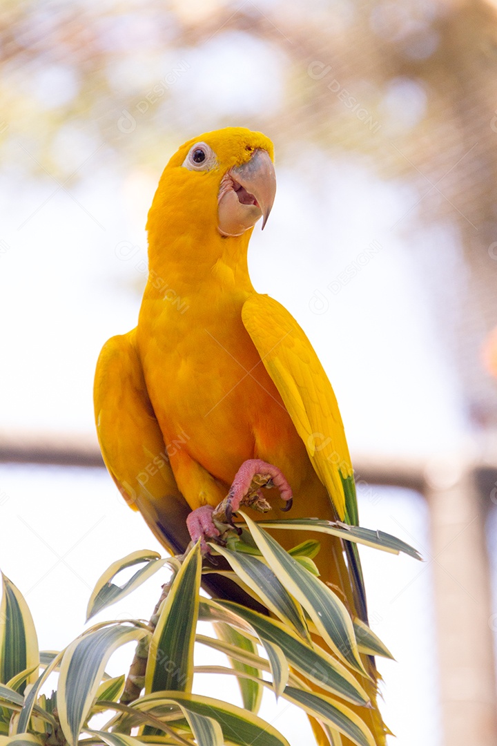 pássaro amarelo e verde conhecido como ararajuba em um poleiro no Rio de Janeiro.