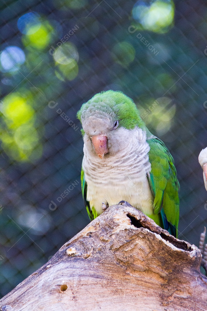 periquito em um galho ao ar livre no Rio de Janeiro.