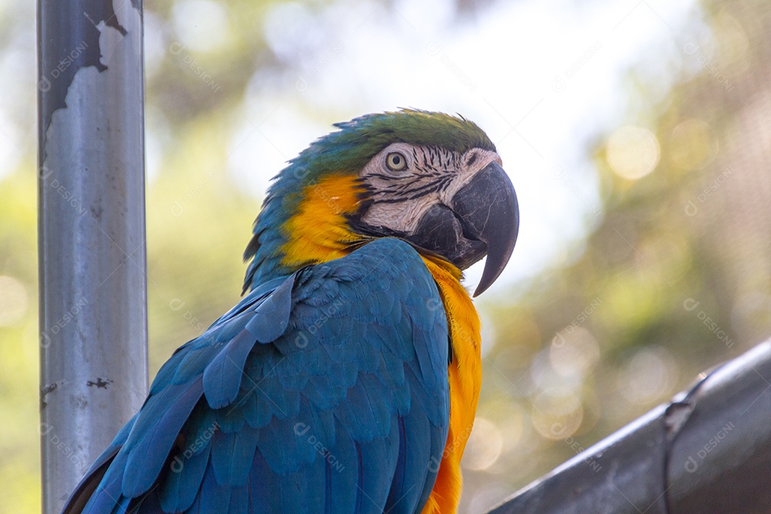 arara apoiando-se em um galho de árvore ao ar livre no rio de janeiro Brasil.