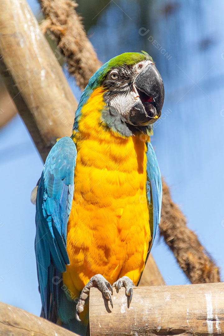 arara apoiando-se em um galho de árvore ao ar livre no rio de janeiro Brasil.