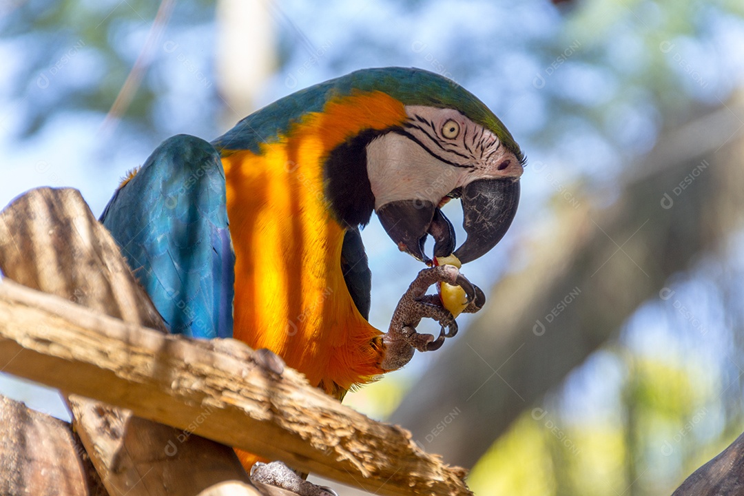 arara comendo em um galho de árvore ao ar livre no rio de janeiro Brasil.