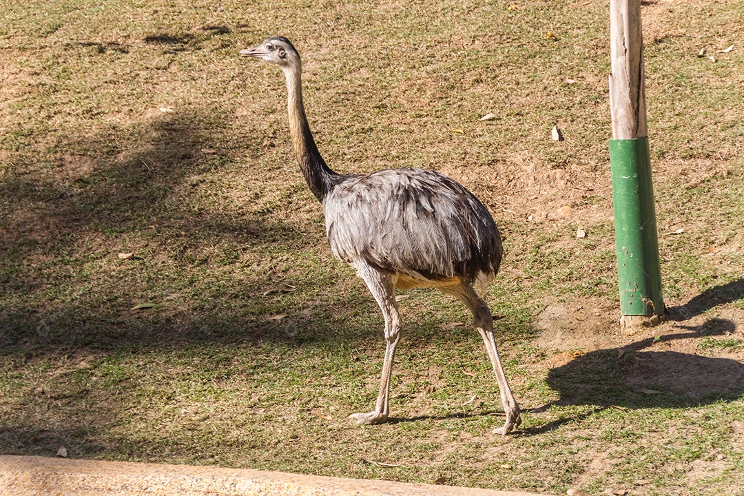 Avestruz ao ar livre em um parque no Rio de Janeiro.