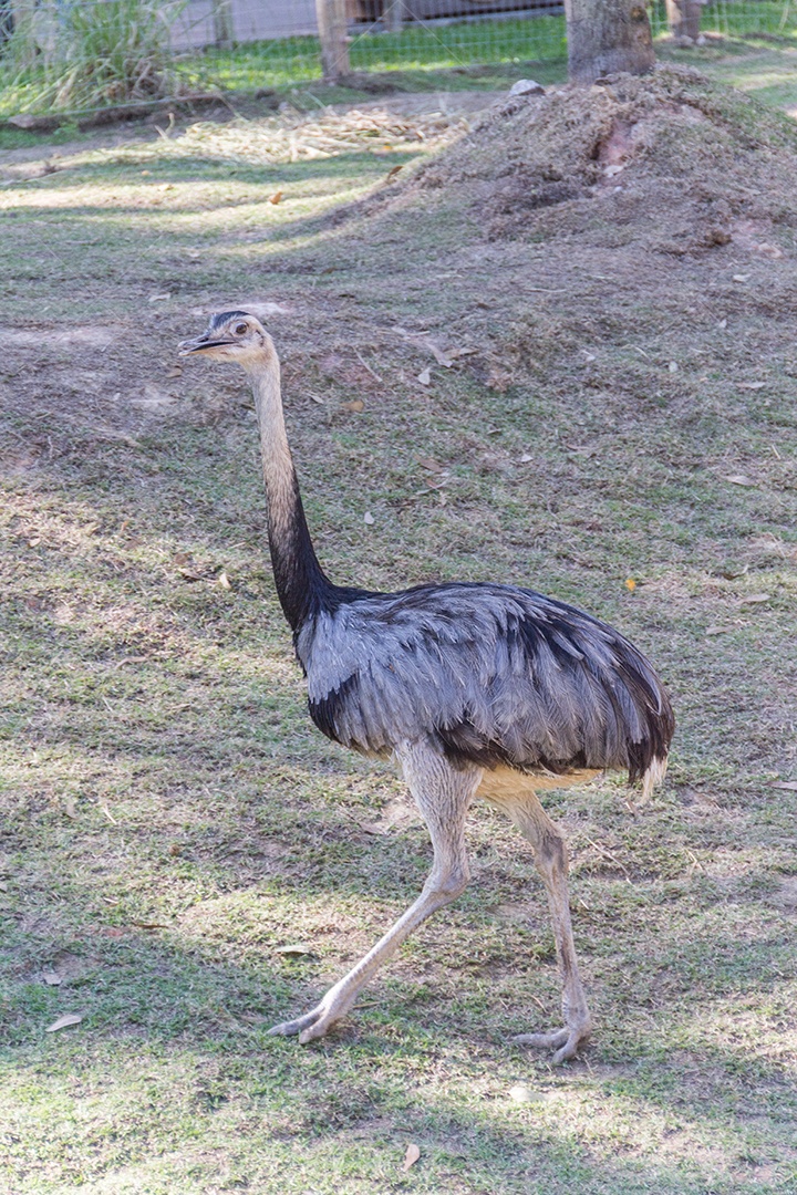 Avestruz ao ar livre em um parque no Rio de Janeiro.