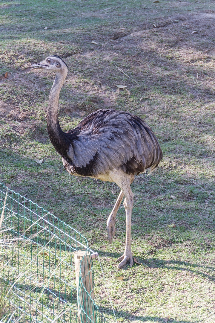 Avestruz ao ar livre em um parque no Rio de Janeiro.