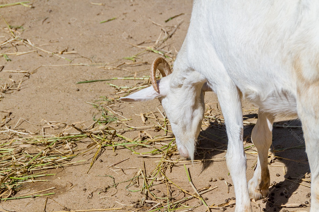 cabras comendo em uma fazenda no Rio de Janeiro.