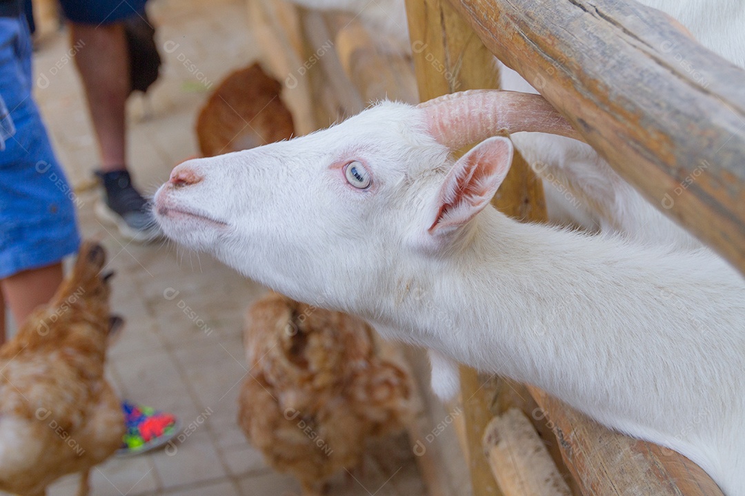 cabras comendo em uma fazenda no Rio de Janeiro.