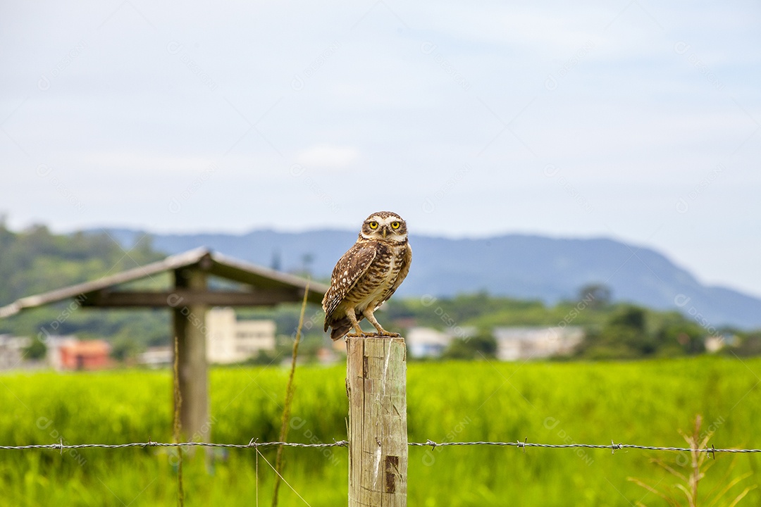 coruja em um tronco de madeira no Rio de Janeiro Brasil.