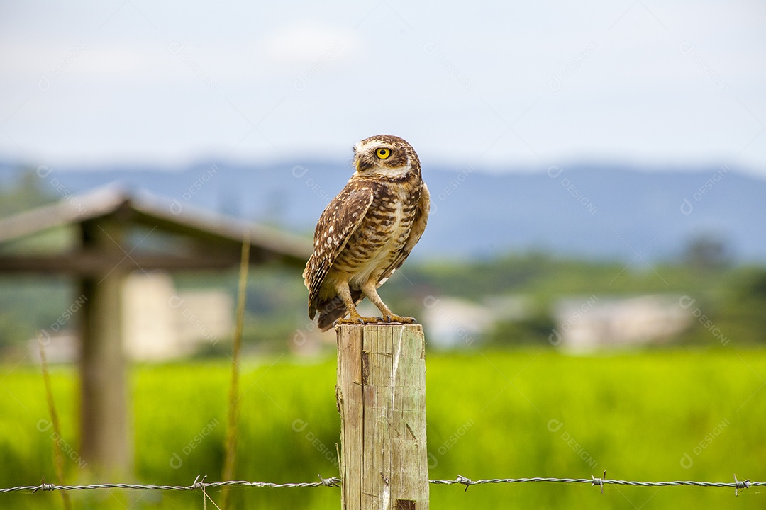 coruja em um tronco de madeira no Rio de Janeiro Brasil.