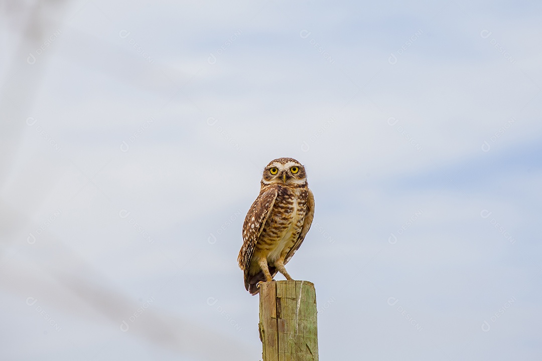 coruja em um tronco de madeira no Rio de Janeiro Brasil.