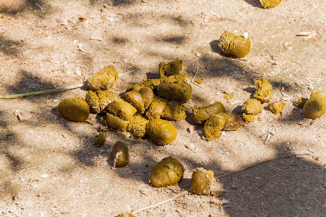 Fezes de cavalo na cor verde em um curral.