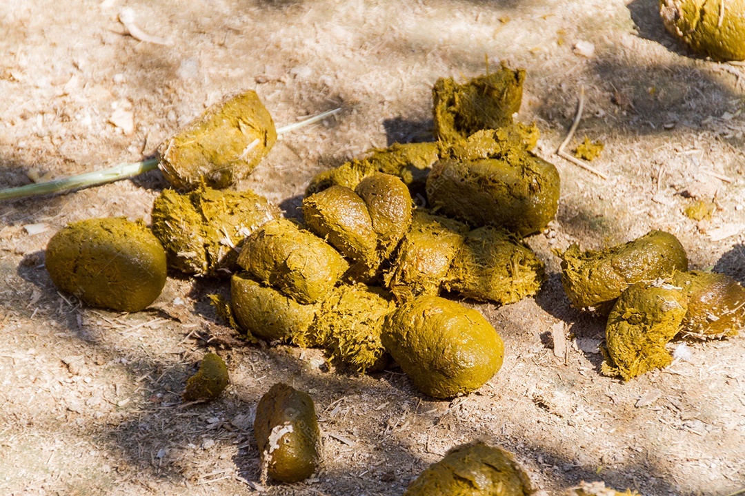 Fezes de cavalo na cor verde em um curral.